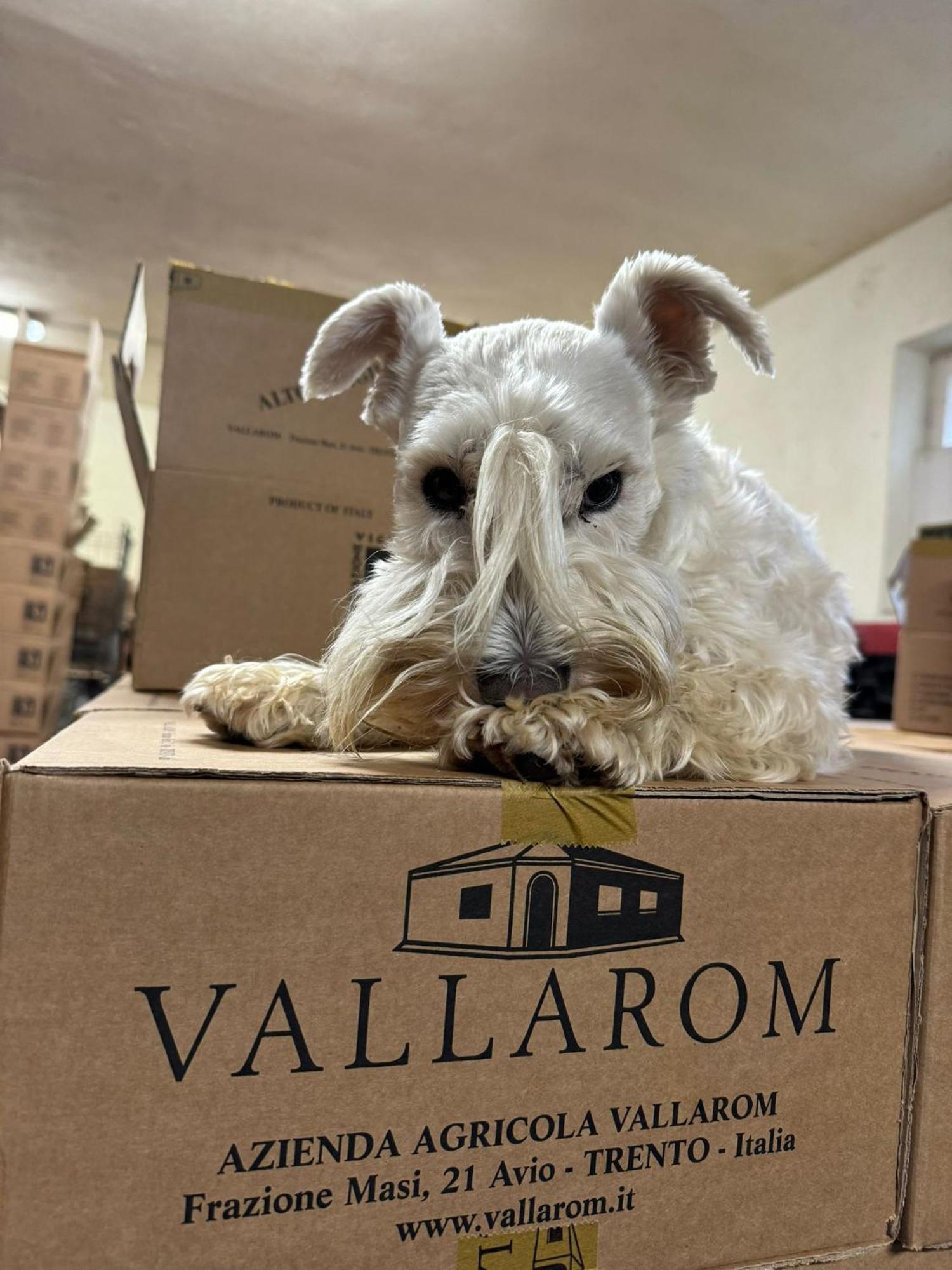 Vallarom 阿维奥 外观 照片